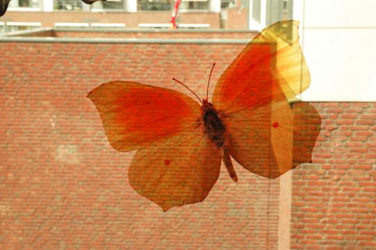 Vlinderraam-5.jpg