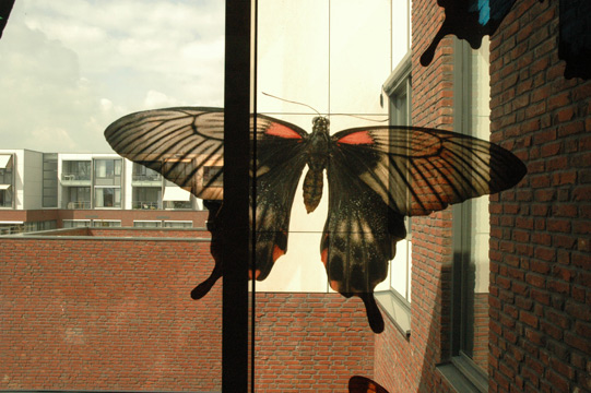 Vlinderraam-6.jpg